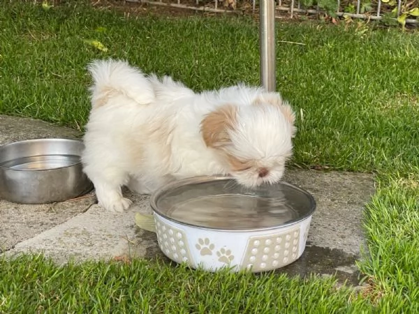 Bellissimi cuccioli di Shitzu di taglia piccola | Foto 0