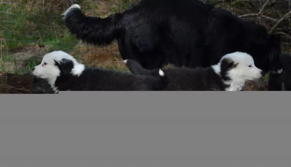 cuccioli pura razza border collie 2 mesi e mezzo | Foto 2