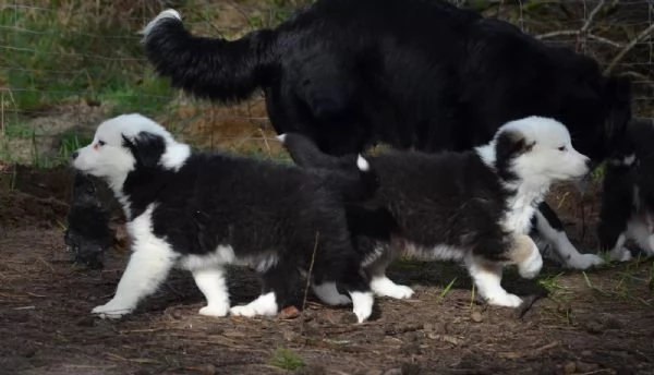 cuccioli pura razza border collie 2 mesi e mezzo | Foto 0