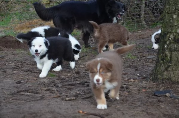 Cuccioli Border Collie altissima genealogia | Foto 1