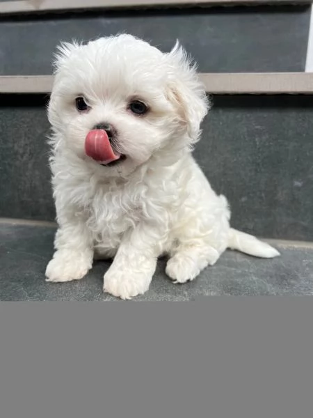 Bellissimi cuccioli di Maltese subito disponibili, | Foto 2