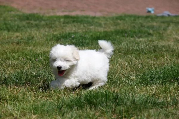 Cuccioli di Bichon Frise di 90 giorni