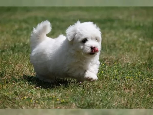 Cuccioli di Bichon Frise di 90 giorni | Foto 1