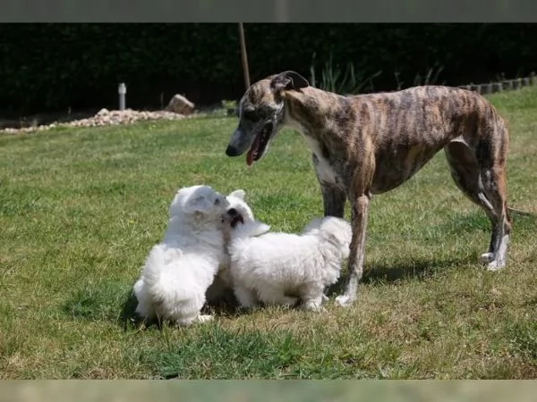 Cuccioli di Bichon Frise di 90 giorni | Foto 0