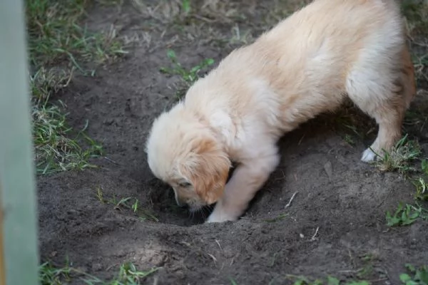 3 CUCCIOLI DI GOLDEN RETRIEVER CON PEDIGREE- | Foto 2