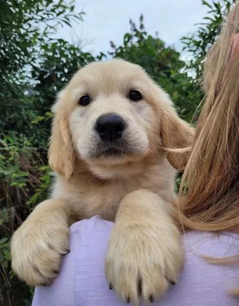 3 CUCCIOLI DI GOLDEN RETRIEVER CON PEDIGREE- | Foto 1