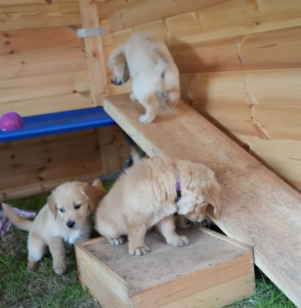 3 CUCCIOLI DI GOLDEN RETRIEVER CON PEDIGREE-