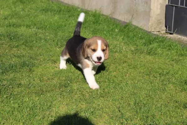 DISPONIBILICUCCIOLI DI BEAGLE | Foto 1