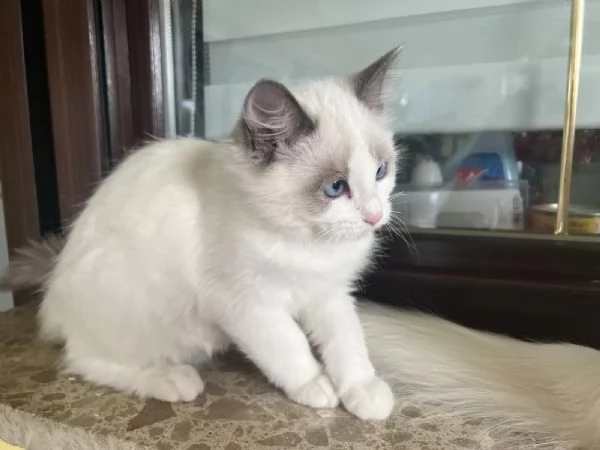 Adorabili/magici gattini Ragdoll con pedigree in cerca di nuova casa | Foto 0