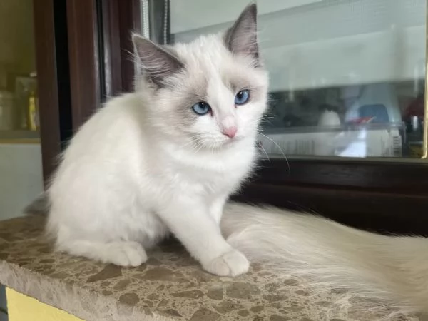 Dolci Ragdoll disponibili e prenotabili. Microchip, pedigre | Foto 2