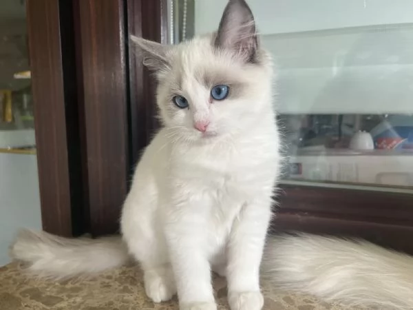 Dolci Ragdoll disponibili e prenotabili. Microchip, pedigre