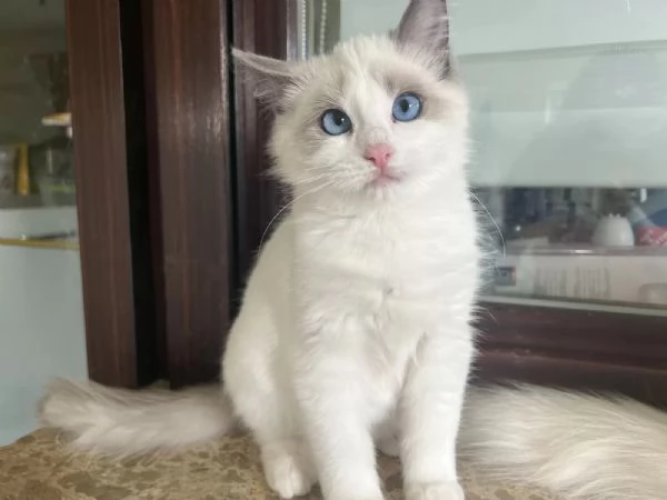 Dolci Ragdoll disponibili e prenotabili. Microchip, pedigre | Foto 1