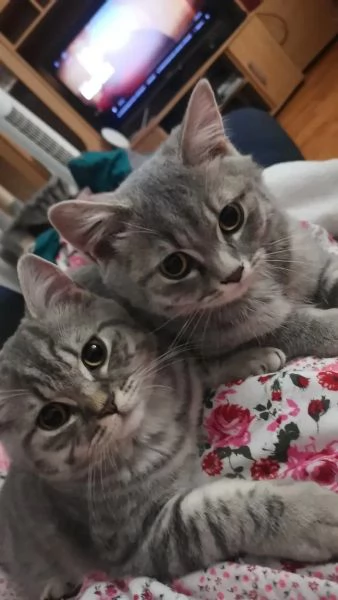 3 teneri gatti BKH, British Shorthair - pronti per la raccolta | Foto 3