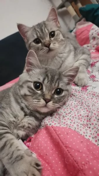 3 teneri gatti BKH, British Shorthair - pronti per la raccolta | Foto 2