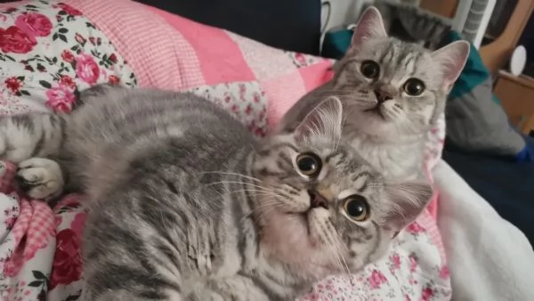 3 teneri gatti BKH, British Shorthair - pronti per la raccolta | Foto 1
