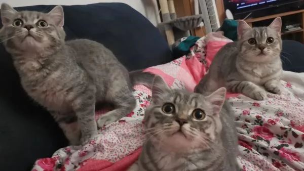 3 teneri gatti BKH, British Shorthair - pronti per la raccolta | Foto 0