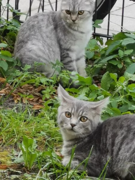 3 teneri gatti BKH, British Shorthair - pronti per la raccolta