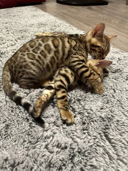 Gatti di razza gattino Bengala con pedigree | Foto 3