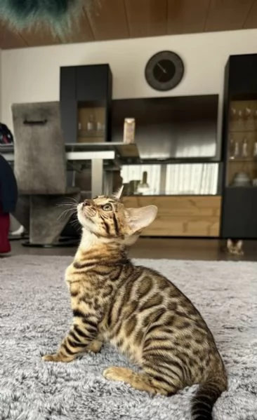 Gatti di razza gattino Bengala con pedigree