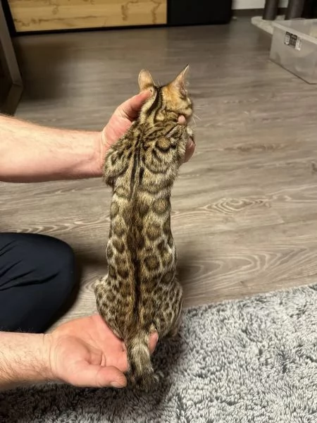 Meravigliosi cuccioli di bengala | Foto 4