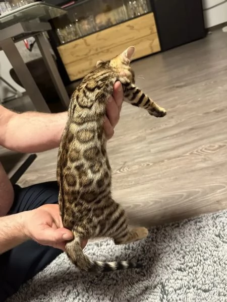 Meravigliosi cuccioli di bengala | Foto 3