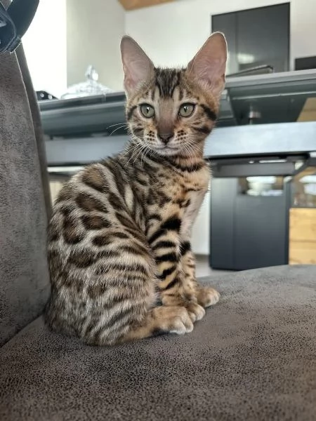 Meravigliosi Cuccioli di bengala Brown (Black) Spotted Tabby disponibili | Foto 0