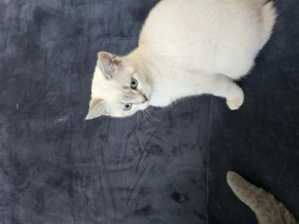 GATTINI BRITISH CON PEDIGREE | Foto 2