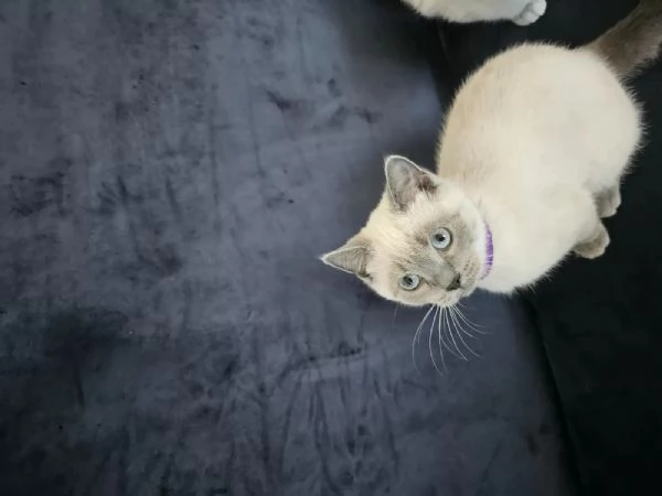 GATTINI BRITISH CON PEDIGREE