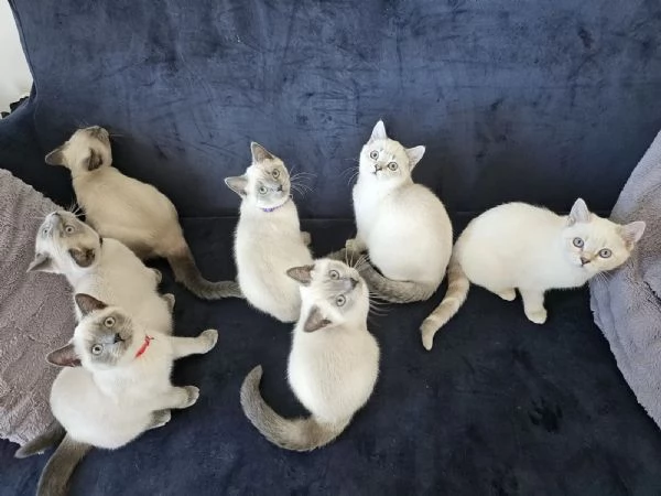 GATTINI BRITISH CON PEDIGREE | Foto 1