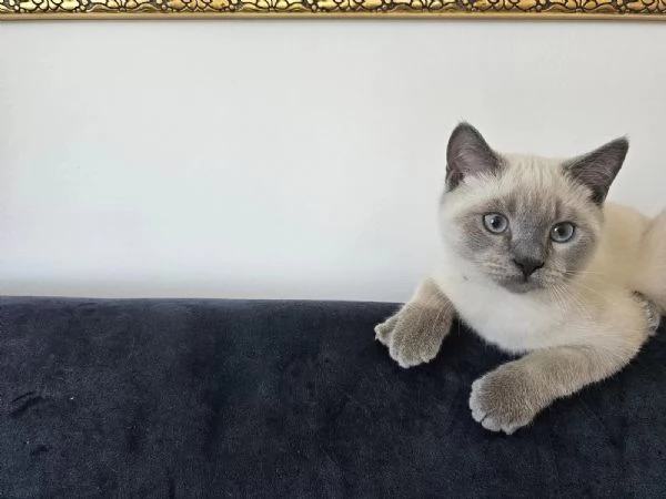 GATTINI BRITISH CON PEDIGREE | Foto 0