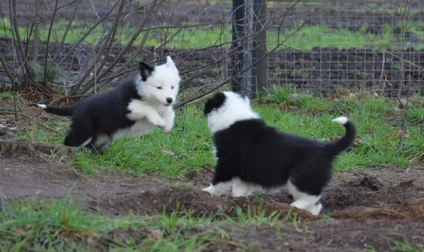 Tre maschi bellissimi, Border collie | Foto 1