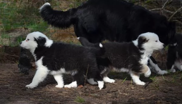 Tre maschi bellissimi, Border collie