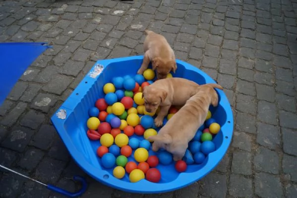 Dolcissimi cuccioli di Labrador retriever gialli | Foto 0