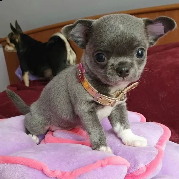 due bellissimi cuccioli di chihuahua  maschio e femmina cercano urgentemente una nuova famiglia((reg