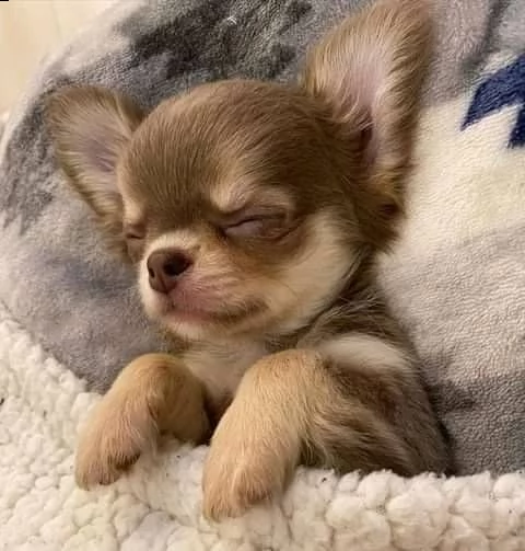  ........cuccioli di chihuahua maschi e femmine in adozione gratuita urgente (dono famiglia)