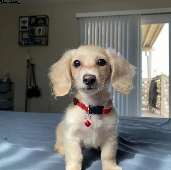 regalo disponibili bassotto   nano,,,,, 