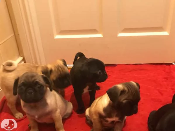 cuccioli di carlino | Foto 2