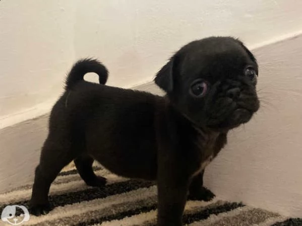 cuccioli di carlino | Foto 0