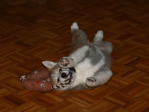 cuccioli di akita inu | Foto 0