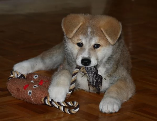cuccioli di akita inu
