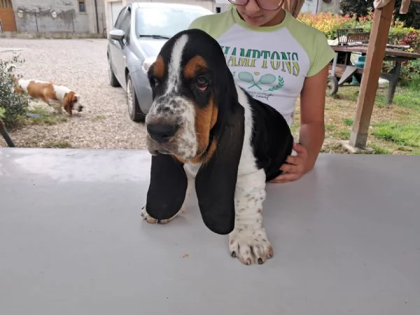 Bellissimi Cuccioli di Bassethound