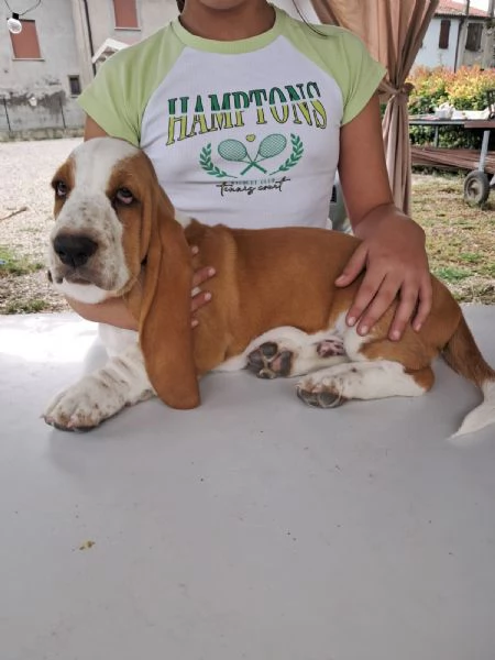 Bellissimi Cuccioli di Bassethound | Foto 1
