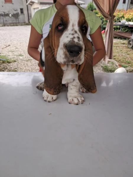 Bellissimi Cuccioli di Bassethound | Foto 0