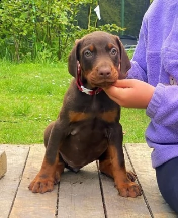 cuccioli dobermann cioccolato