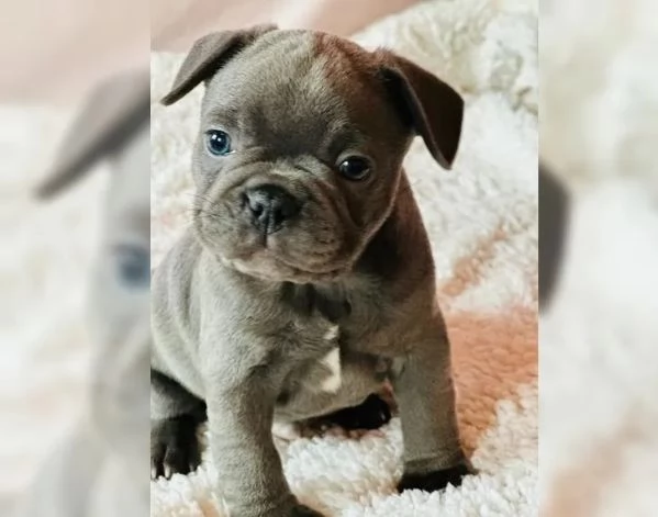 Cuccioli di Bulldog francese blu | Foto 1