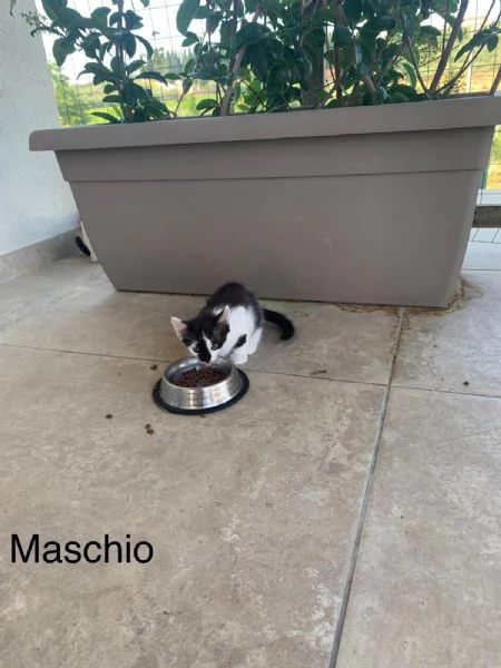 Regalo gattini | Foto 2