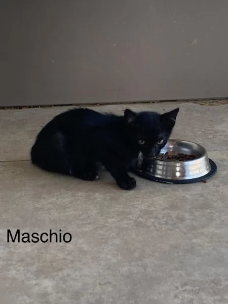 Regalo gattini | Foto 1