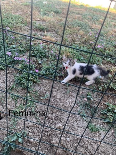 Regalo gattini | Foto 0