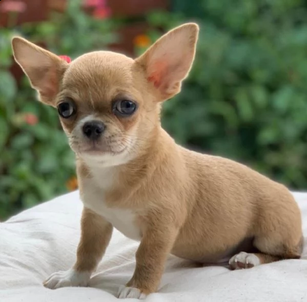 giocoso teacup chihuahua  cuccioli per adozione urgente maschio e femmina ((regalo di famiglia))