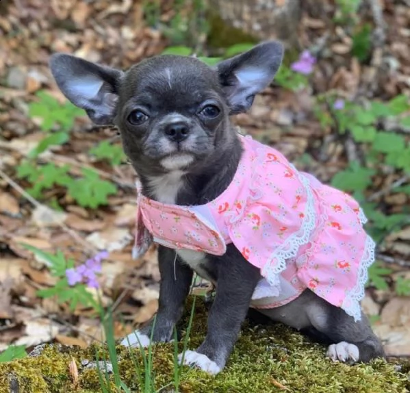 dolci e giocherelloni cuccioli di chihuahua in adozione